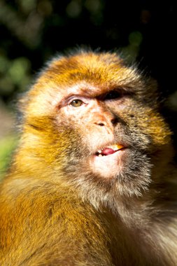 Yaşlı maymun Afrika Fas arka plan fauna yakın çekim