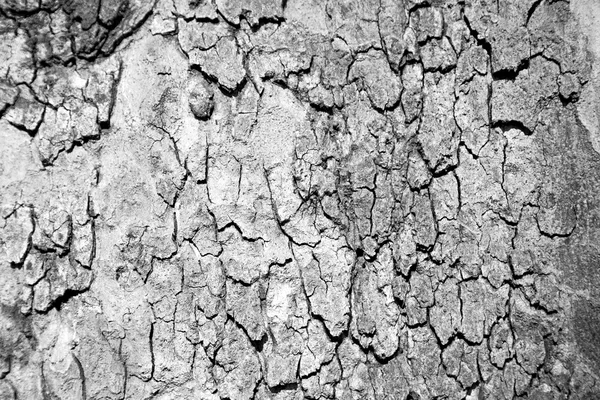 In england london old bark and abstract wood texture — Stock Photo, Image