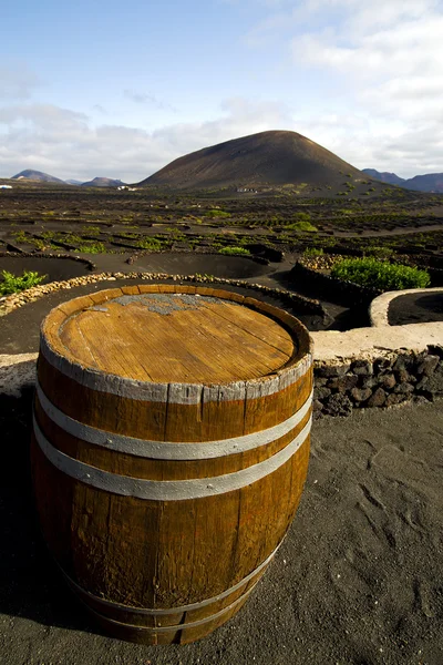 Grapes wall crops  cultivation barrel — Stock Photo, Image