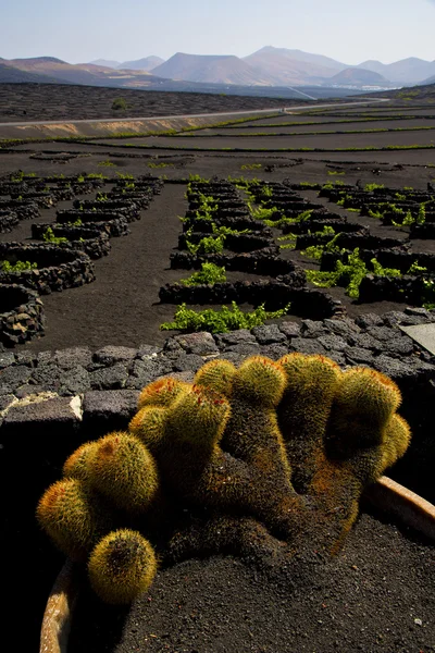 Kaktus lanzarote spain la geria vine — Stock fotografie