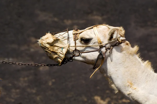 Africa brown dromedary   lanzarote spain — Stock Photo, Image