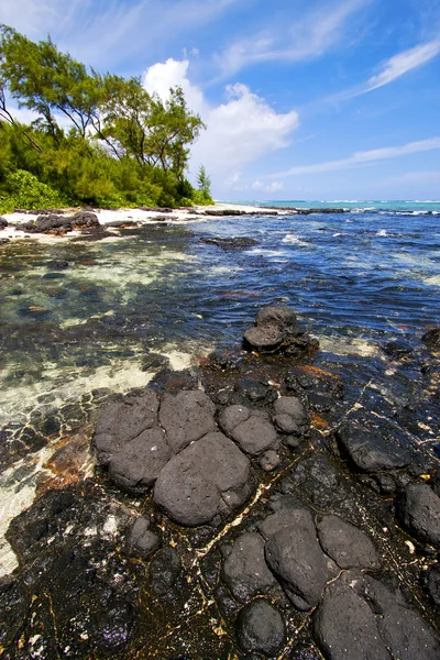 Mavi koyu köpük deus cocos Mauritius — Stok fotoğraf