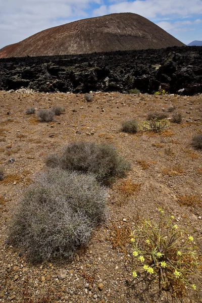 Timanfaya vulcanic Španělsko rostlin květinový keř — Stock fotografie