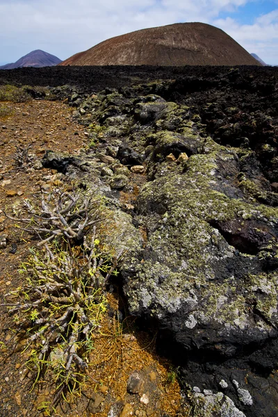 Bloem bush timanfaya in los vulkanen vulkanisch gesteente — Stockfoto
