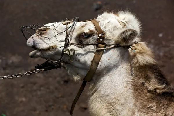 Brown dromedary bite in the volcanic timanfaya — Stock Photo, Image