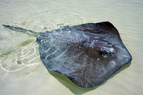 Fish in the  blue lagoon relax  of sian kaan  mexico — Stock Photo, Image