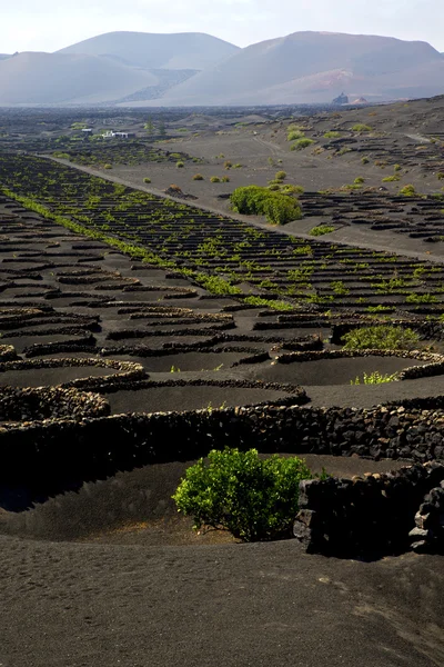 Viticulture  winery  wall crops  cultivation — Stock Photo, Image