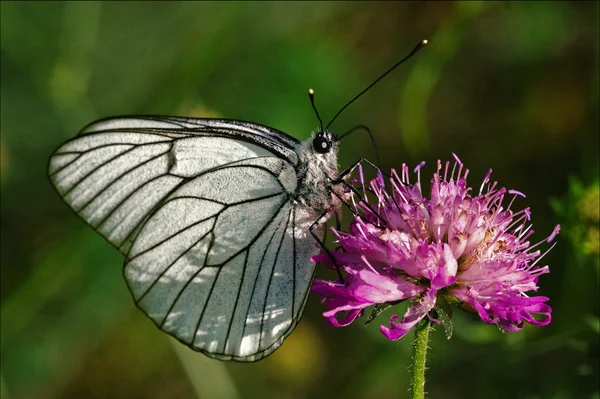 Bianco che riposa in un fiore rosa e verde — Foto Stock