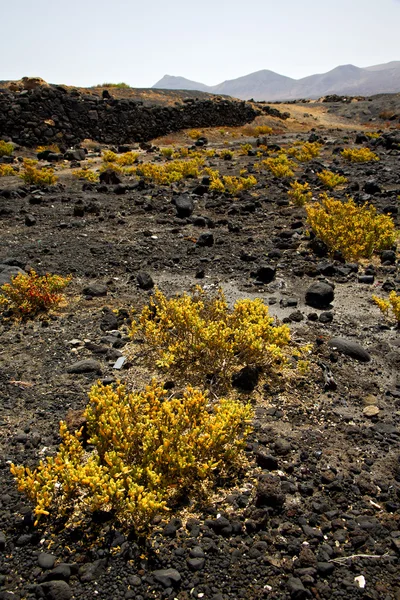 植物の花の石の石の丘の空し、夏のランサローテ島スペイン — ストック写真