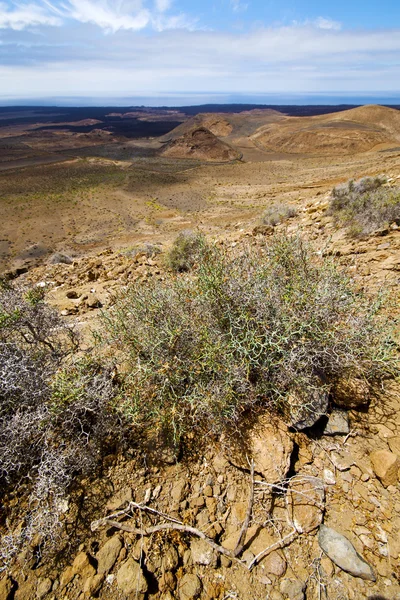 Flower  bush  volcanic rock stone   lanzarote spain plant — Stock Photo, Image