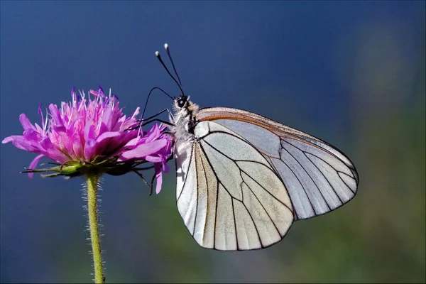 Petit papillon blanc dans une fleur rose et ciel — Photo