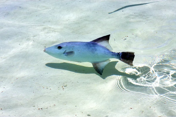 Pequeno peixe isla contoy no méxico — Fotografia de Stock