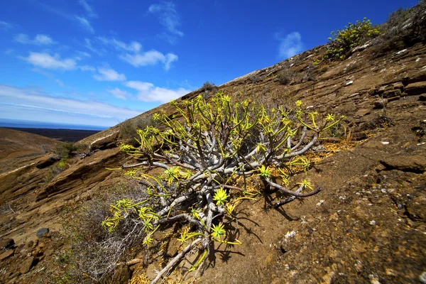 Цветок скалы каменный холм небо и лето испанское растение — стоковое фото