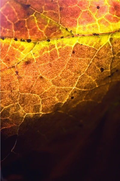 Abstract of a  yellow red  black brown leaf — Stock Photo, Image