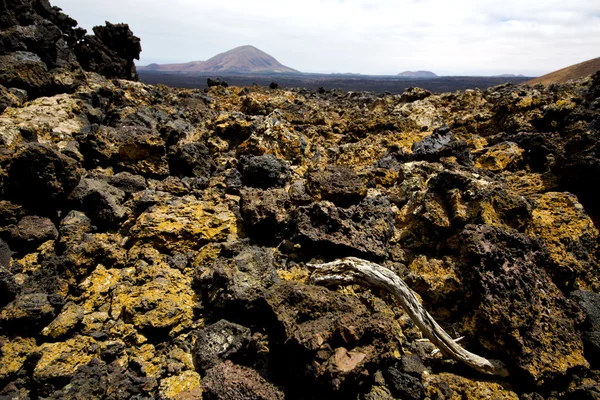 Drewno roślin timanfaya Busha w los volcanes — Zdjęcie stockowe