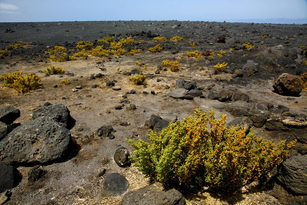 Planta flor timanfaya roca volcánica piedra cielo colina lanzar — Foto de Stock