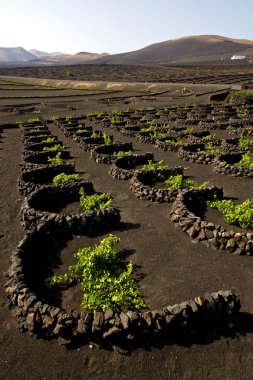üzüm yetiştirme bağcılık şarapçılık 