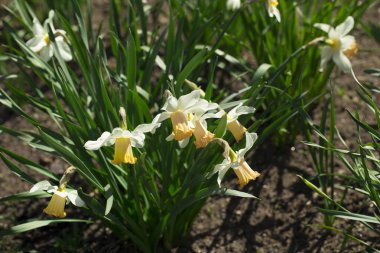 beyaz zemin üzerine Nergis