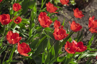 Beyaz arka planda laleler