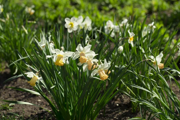 Narcisos sobre el fondo blanco — Foto de Stock