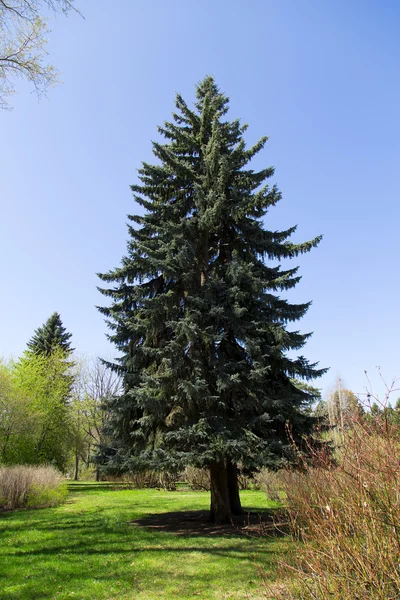 Arbre sur le fond blanc Photo De Stock