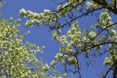 Beyaz arkaplanda elma