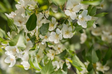 Beyaz arkaplanda elma