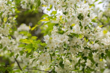 Beyaz arkaplanda elma