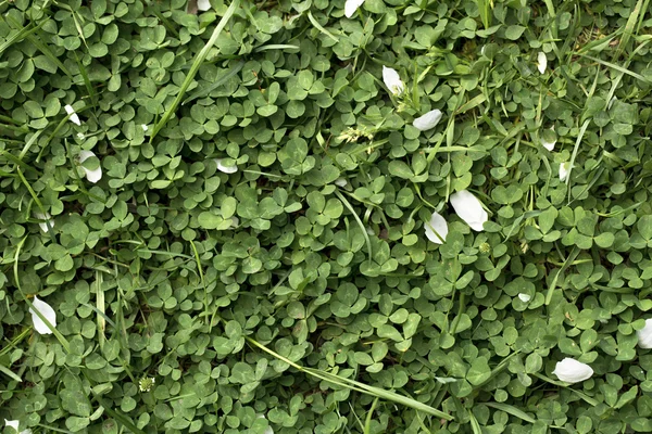 Clover on the white background — Stock Photo, Image