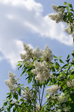 beyaz zemin üzerine Eflatun