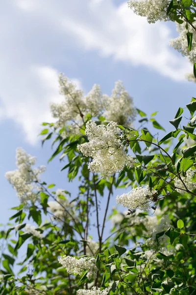 Lilac on the white background — Stock Photo, Image