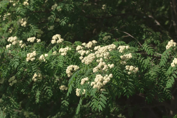 Rowan on the white background — Stock Photo, Image