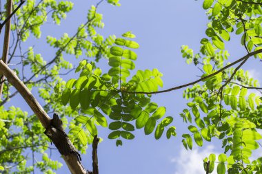 beyaz zemin üzerinde kestane