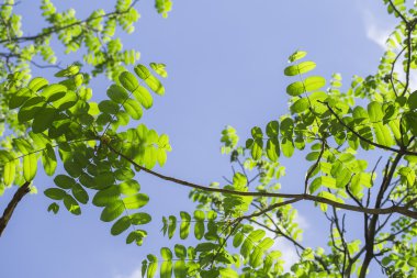 beyaz zemin üzerinde kestane