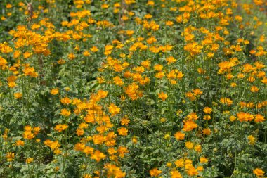 Beyaz arka plan üzerinde çayır çiçekler