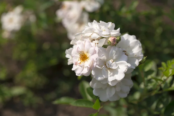 Garden roses on the white background — Stock Photo, Image