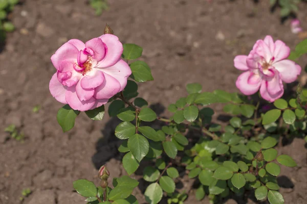 Garden roses on the white background — Stock Photo, Image