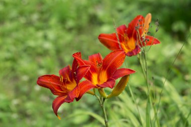 Lily beyaz zemin üzerine