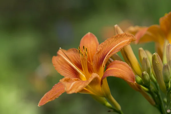 Lily no fundo branco — Fotografia de Stock