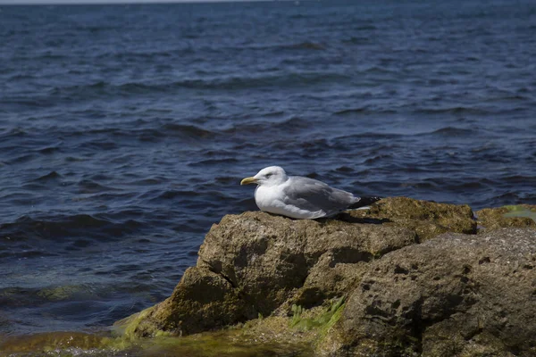 Kormoranvogel Der Küste — Stockfoto