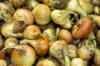 beyaz zemin üzerine soğan