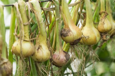 beyaz zemin üzerine soğan