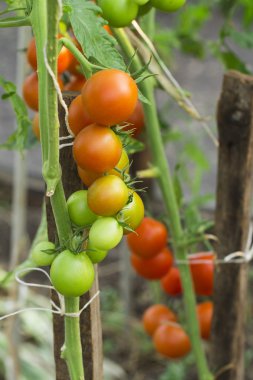 Beyaz arka planda domates