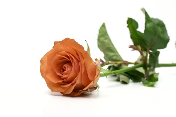 Rose auf weißem Hintergrund — Stockfoto