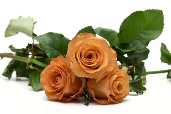 Rose on the white background — Stock Photo, Image