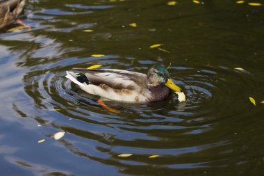 beyaz zemin üzerinde ördek