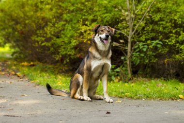 Beyaz arka plan üzerinde köpek
