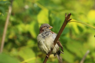 beyaz zemin üzerinde serçe