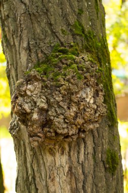 Beyaz arka plan üzerinde yosun