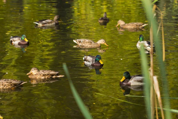 Ducks on the white background — Stock Photo, Image